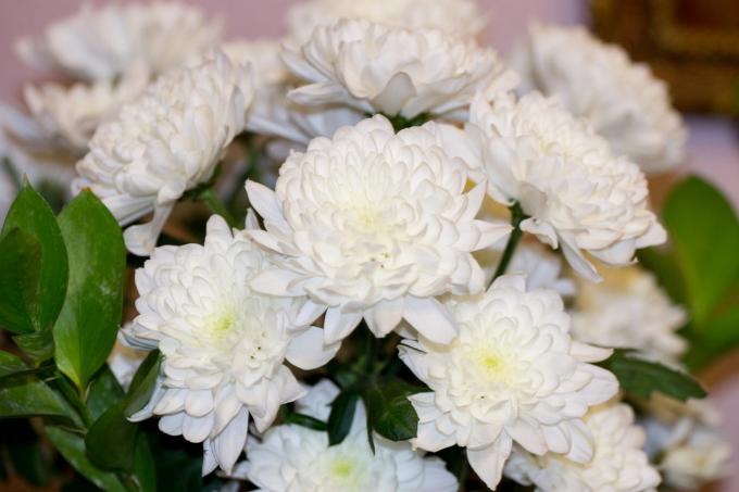 buchet meu toamna crizanteme, tăiate toamna lui dacha iubita. Unul dintre avantajele de flori elegante - este o lungă durată în vaza, nu fading!
