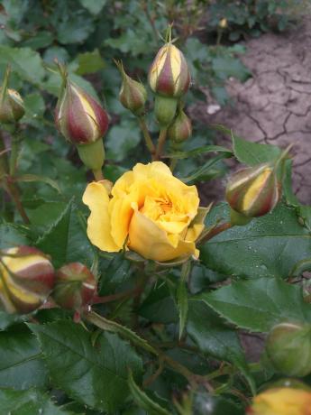 Meu trandafir galben favorit în grădină are nevoie de adăpost
