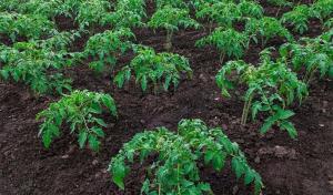 Cum putem accelera creșterea răsaduri plantate de tomate și piper.