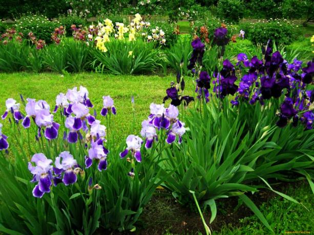 Unii cercetători susțin că irisului parfumul elibereaza de stres si oboseala. Dar acest lucru nu este exact