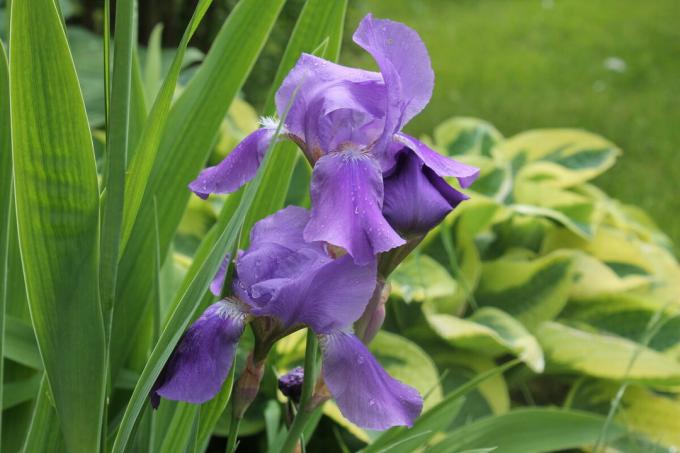 Iris arată bine într-o aterizare solo, și în combinație cu alte flori anuale și perene. Dar se pare cel mai bine în „grupul“. Fotografie de autor (i)