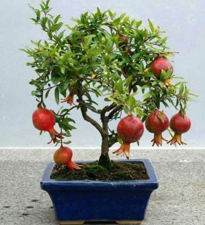 Rodie este potrivit pentru tehnica bonsai creștere