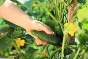 Castraveți în creștere: 10 greseli comune grădinar