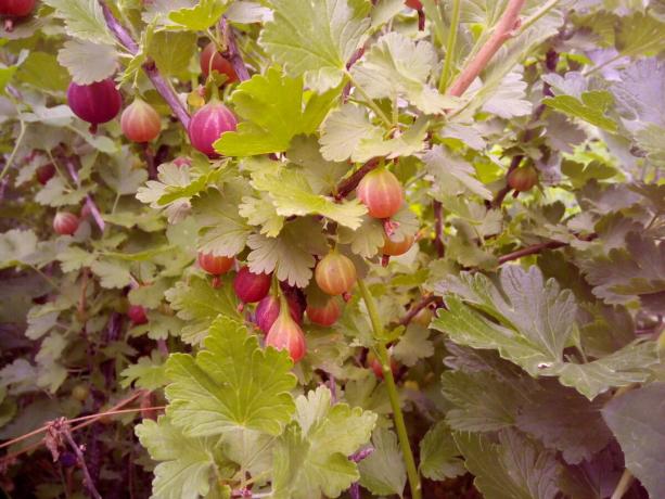 Boabe de grădină coacaz bogat in vitamina C (30 mg per 100 g) și potasiu (la fel de mult ca și 280 mg per 100 g). Prin urmare, ne pasă, să colecteze, să mănânce și de a îmbunătăți sănătatea ta! fotografie de autor