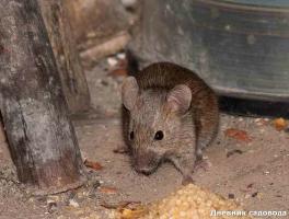 A scăpa de șoareci și șobolani în țară