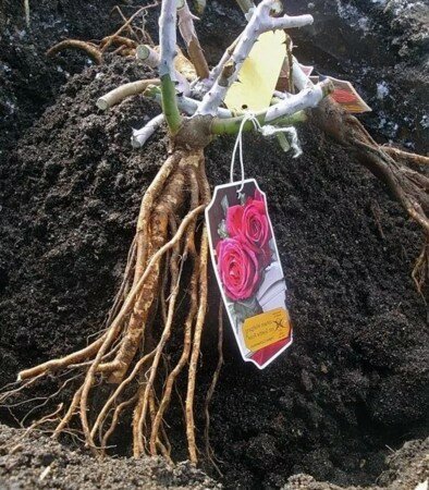 Fără a examina rădăcinile nu cumpara un copăcel. Vezi: http://janewarduk.blogspot.com