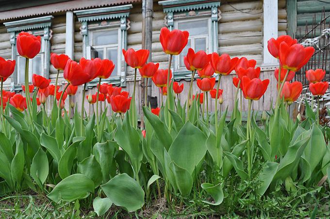 Lalele roșii - clasice nemuritoare floricole rusă. Foto: fotoload.ru