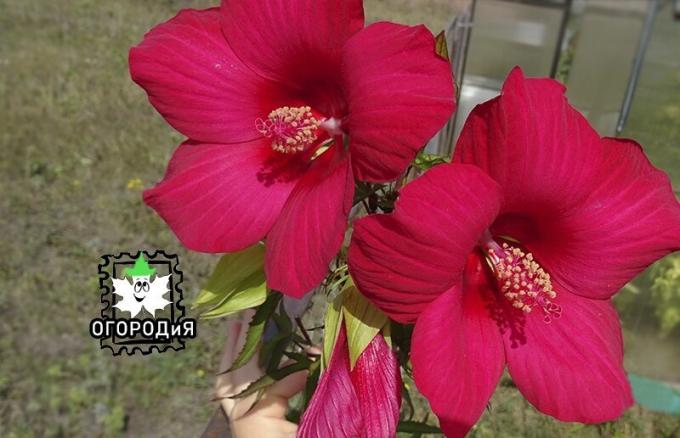 Hibiscus, îl numim „floare bunicul lui,“ amintirea bunicului său, Kursk al treilea an.