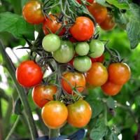 Peroxidul de hidrogen - pansament pentru tomate