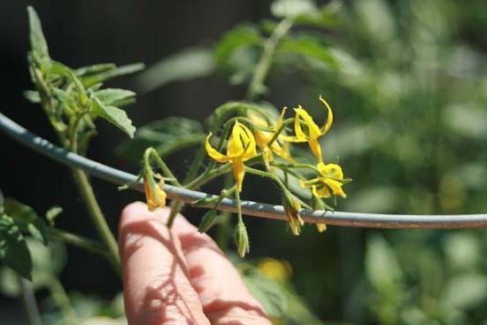 Tehnologia de polenizare artificială de tomate crește randamentul în vremuri! (Fotografie din fb.ru)