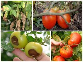 Lupta pentru recolta: tomate trata în mod corect