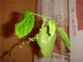 Hibiscus Defoliere și modalități de rezolvare a problemelor