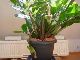 Cultivarea Zamioculcas: 6 sfaturi importante florar