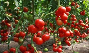 Urzica - un rece de tomate pansament