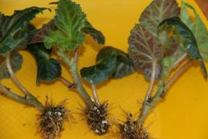 Propagate Begonia corect. Caracteristici de proces