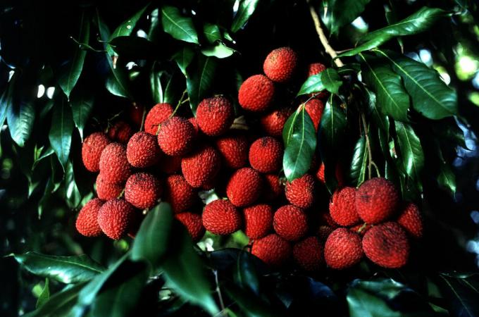 Litchi în creștere struguri și într-adevăr arată ca o prună | ZikZak