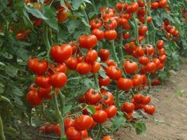 Fertilizarea de drojdie pentru a crește randamentul de castraveți și roșii