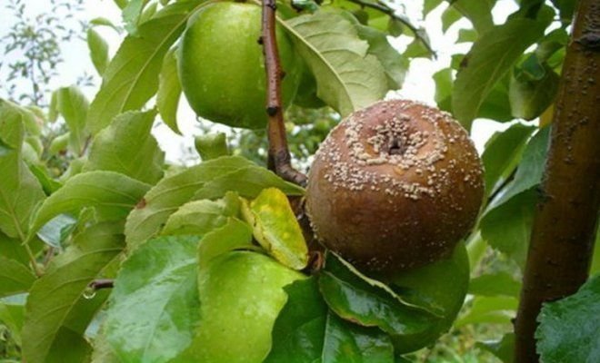 Fructe putrezi pe mere (ilustrații pentru un articol preluat din Yandex. poze)