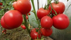 Tomate nu va supraîncălzirii măsuri simple: