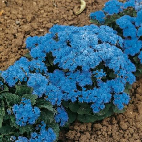 Blooming Ageratum (soi: "minge albastră"). Foto de pe Internet