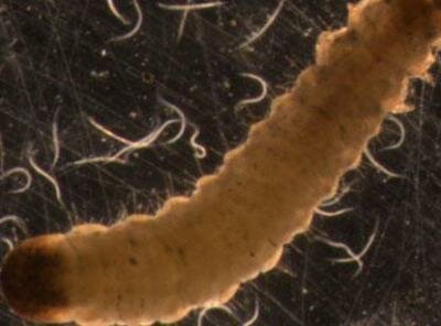 Sursa: Vaysher B. Braun D.D.F. Familiarizarea cu nematode: nematologie generală. 2001 - 206 cu.