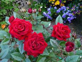 Cum să se pregătească pentru iarnă trandafiri. 4 Necesar pentru hibernare recepția cu succes.