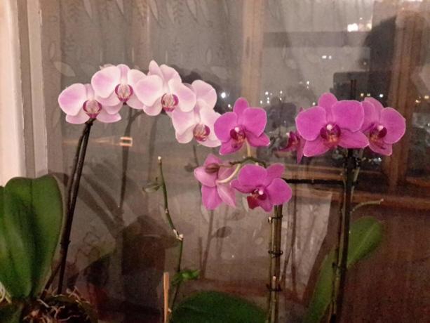 O parte din colecția mea de Phalaenopsis într-un apartament. Eu fac baie dip-le!