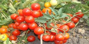 Cele mai bune soiuri de tomate subdimensionate pentru cultivare în câmp deschis.