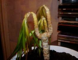 Congelate frumos Dracaena? Salvarea Rasen împreună