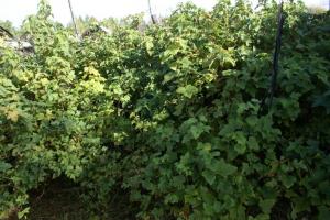 Intinerire toamna coacăze negre: ce să facă pentru o recoltă abundentă