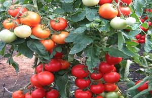 Fertilizator pentru tomate care crește până la 10 ori formarea de ovare.