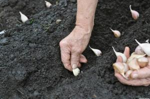 Cultivăm de iarnă imens de usturoi