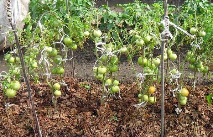 EXEMPLUL mulcirea iarbă uscată de tomate paturi (fotografie de pe Internet)