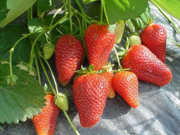 căpșuni remontant (Foto de pe Internet)