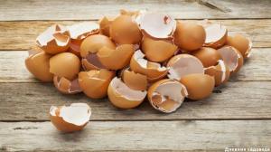 Eggshell: 3 aplicații utile în grădină de toamnă