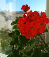 Misterul geranium înflorire luxuriante