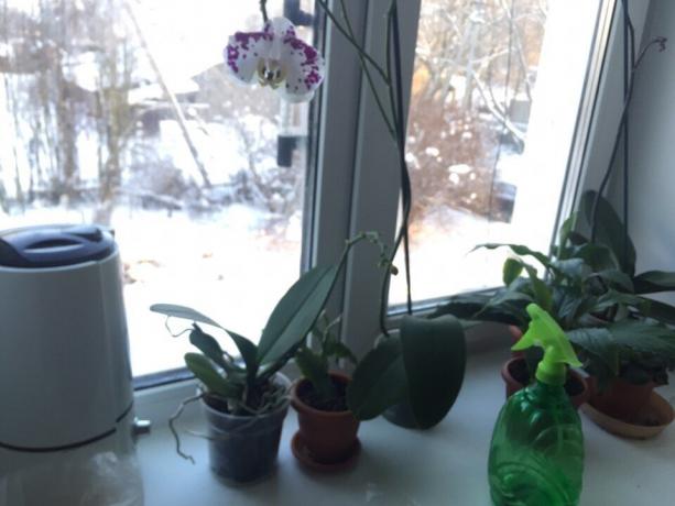 Pe această pervaz am colectat plante, cele mai exigente de umiditate: Orchid si Spathiphyllum. Le-am ales pentru bucătărie, pentru că această cameră este, de obicei, cea mai mare temperatura și umiditatea