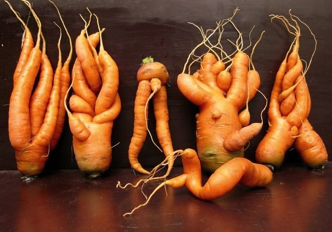 ciudati circ sau de ce morcov crește curba | Gradinarit si Horticultură
