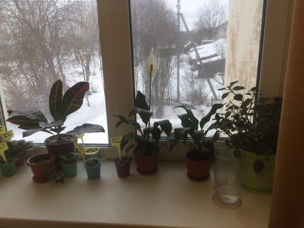 ghivece cu plante pe pervazul ferestrei în dormitorul meu. Trei dintre ei vor spune în curând la revedere!