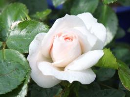 5 lucruri pe care ruina un trandafir în grădină