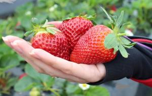 Fertilizarea obligatorie de căpșuni în luna octombrie pentru excelenta recolta din anul următor