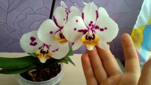Este posibil de a păstra în orhidee casa