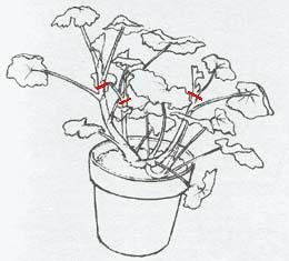 Exemplu de tăiere tineri geranium cu site-ul asienda.ru