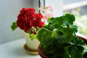 Pelargonium: secretele de creștere sănătoasă