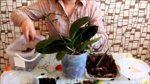 Transplantul de succes orhidee Phalaenopsis: 7 pași