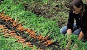 Morcov de plantare: metodă eficientă de a crește germinare și recolta