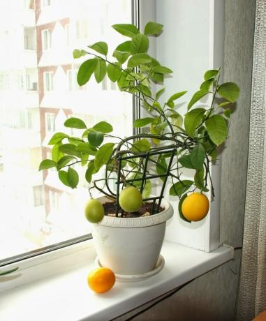 Lemon pot fi cultivate din semințe. Vezi: http://landshaftportal.ru/wp-content/uploads/2017/08/Limon-65.jpg