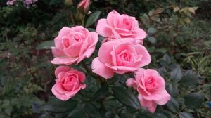 Trandafiri în grădină pentru „Dummies“: 5 reguli pentru cei care decid să planteze o floare