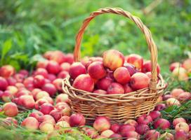 Cum de a păstra mere proaspete până la vara viitoare. Vino la glicerina de ajutor
