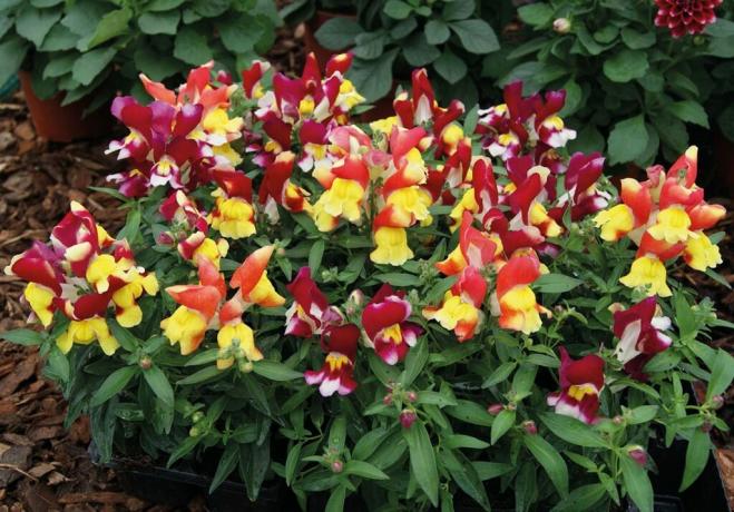 Annuals de ori ciclu scurt nu sunt culori de frumusete inferioare care necesită cultivare prin răsaduri. Foto: svoitsvety.rf